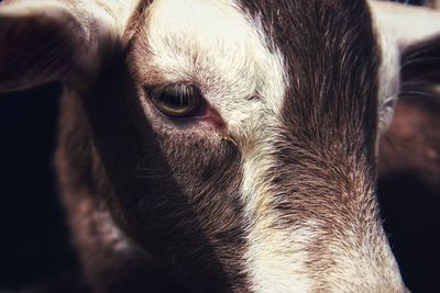 Close-up portrait of a goat