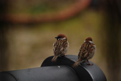 Close-up of bird