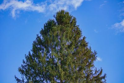 Low angle view of tree against blue sky