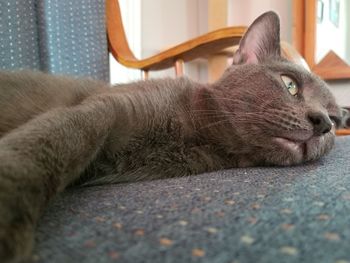 Close-up of cat lying on floor