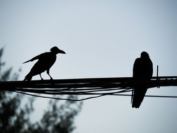 Low angle view of silhouette bird perching on pole