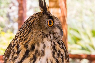 Close-up portrait of owl