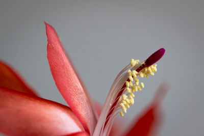 Close-up of flower against blurred background