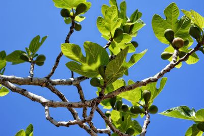 Low angle view of tree against clear blue sky