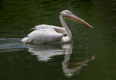 Swan swimming in lake