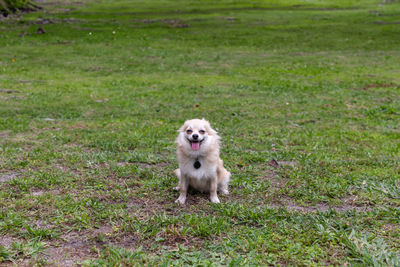 Smiling pomeranian chihuahua mix in a green yard in florida.