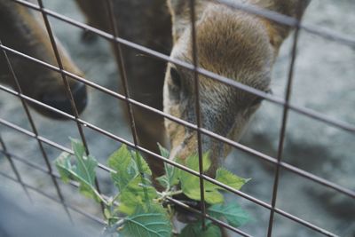 Close-up of monkey