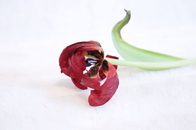 Close-up of red fruit against white background