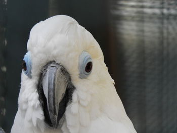 Close-up portrait of cockatoo in cage
