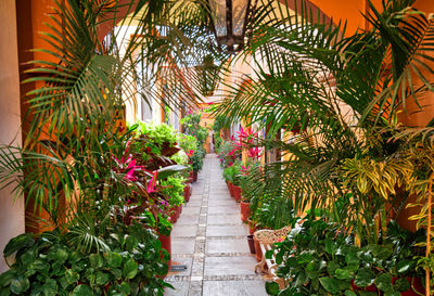 Footpath amidst palm trees in park