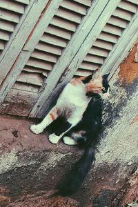 Cat sitting outdoors