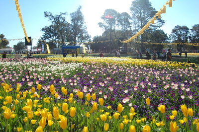 Full frame shot of purple flowers in park