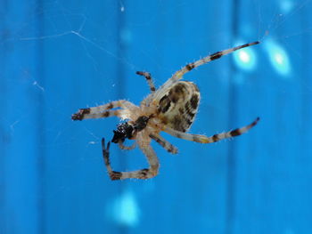 Close-up of spider on blue water