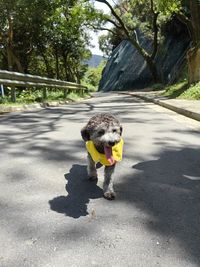 dog
