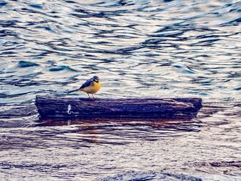 View of birds in water