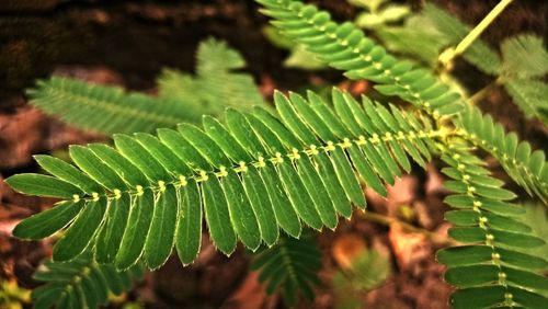 Close-up of fresh green plant