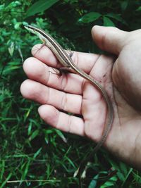 Close-up of hand holding plant