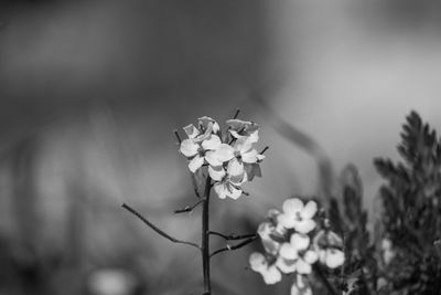 Close-up of white flowering plant