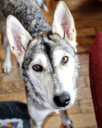 Close-up portrait of dog