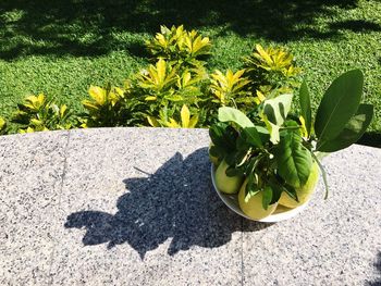 High angle view of potted plant on sunny day