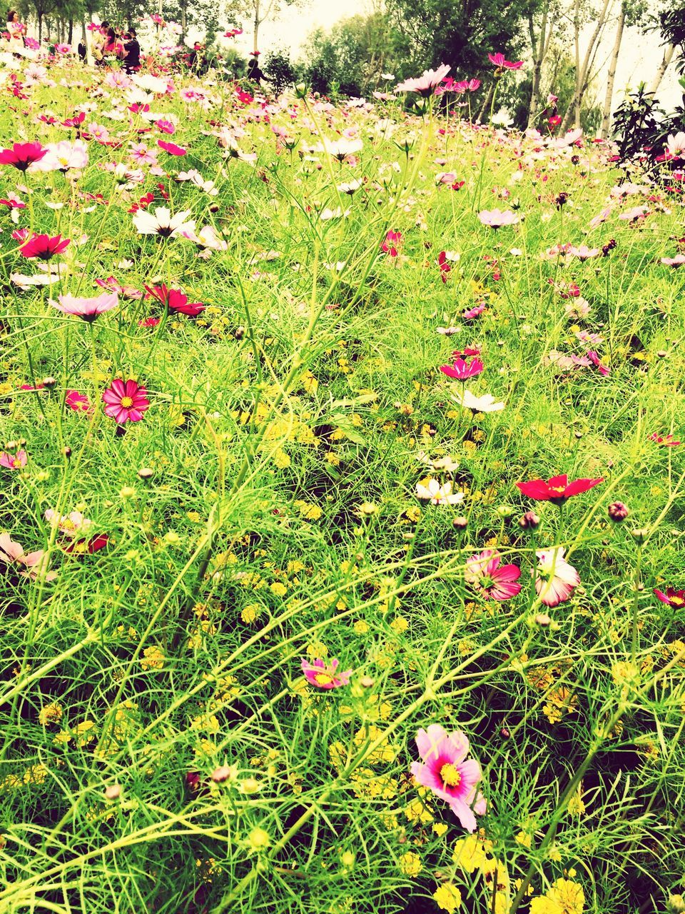 flower, grass, growth, freshness, beauty in nature, field, fragility, plant, green color, nature, petal, high angle view, blooming, pink color, grassy, in bloom, tranquility, park - man made space, day, no people