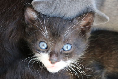 Close-up portrait of cat