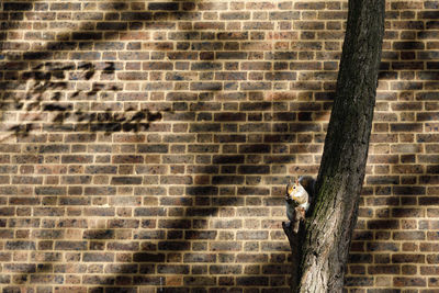 Squirrel sitting on tree trunk against wall