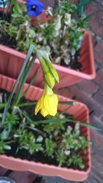 Close-up of potted plant