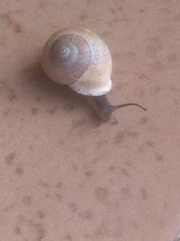 snail