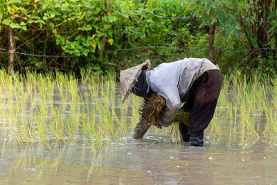 Black lace, rice plants in thailand