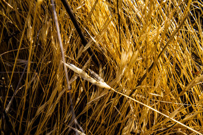 Full frame shot of hay