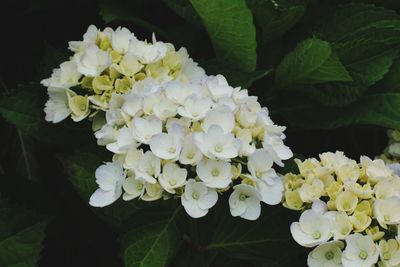 Close-up of white flowering plants