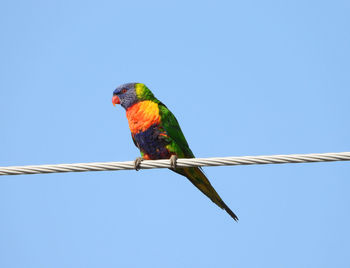 Low angle view of parrot perching on a bird