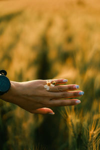 Cropped hand of woman holding plant