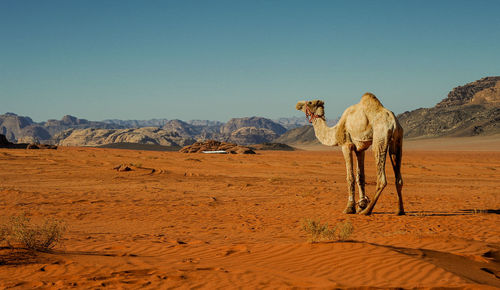 Camels in jordan wadi rum desert on red sand with baby and high mountains in the background