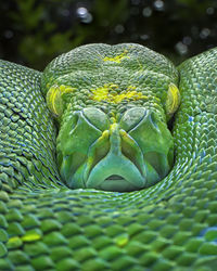 Close-up of snake