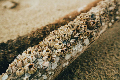 High angle view of shells on sand