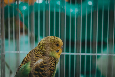 Close-up of parrot in cage