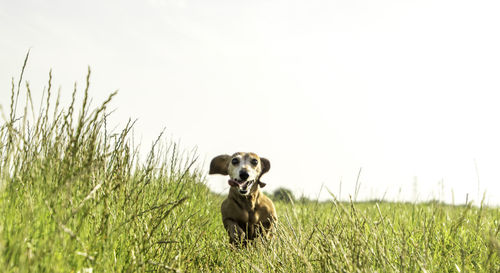 Dog looking away on grassy field