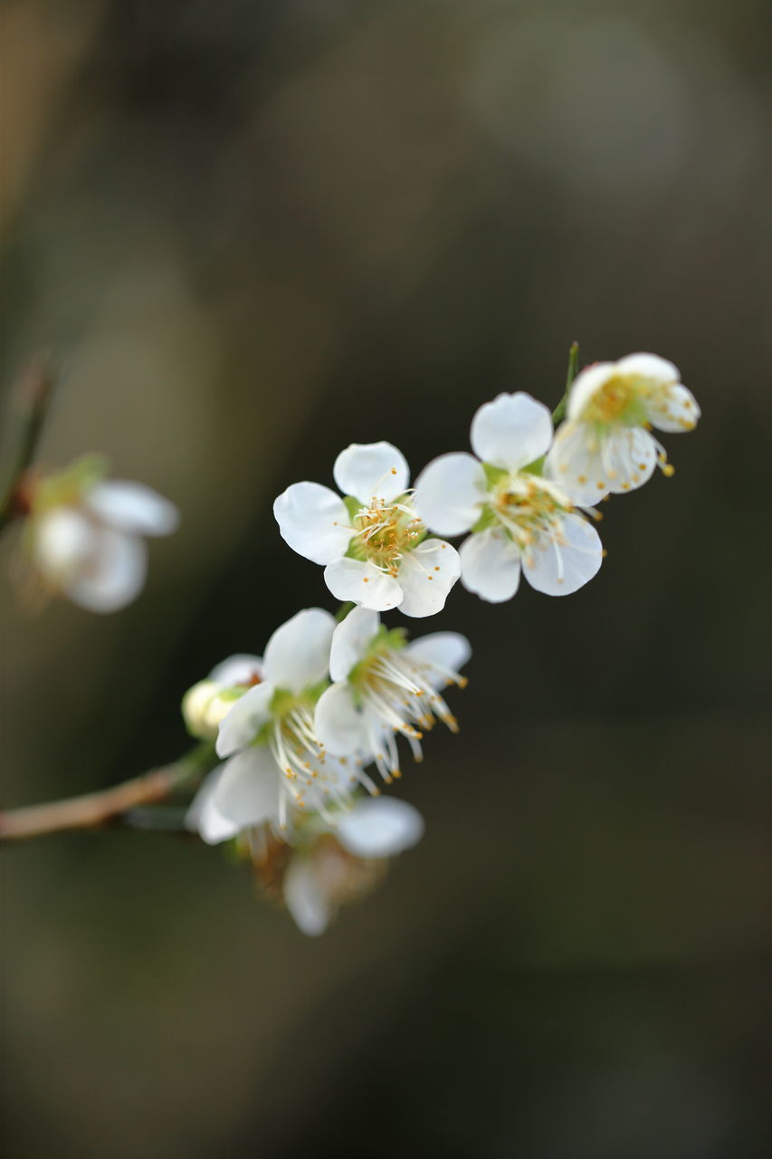 plant, flower, flowering plant, freshness, beauty in nature, fragility, springtime, blossom, macro photography, branch, nature, close-up, tree, growth, white, flower head, inflorescence, petal, focus on foreground, no people, yellow, selective focus, green, spring, outdoors, twig, produce, cherry blossom, day, botany, leaf, fruit tree, food and drink, plant stem, fruit, pollen, food, bud, apple tree, apple blossom