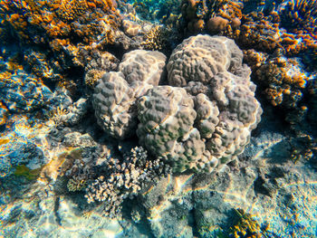 coral reef