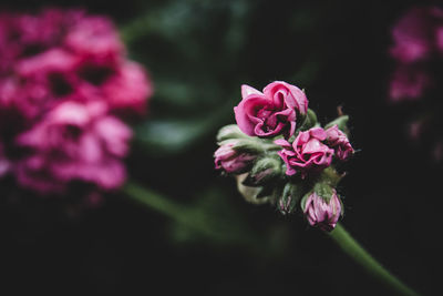 High angle view of pink flower blooming outdoors