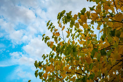 Low angle view of flowering plant against sky