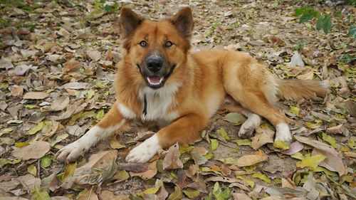 Portrait of dog on field during autumn