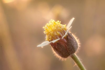 Close-up of yellow flower