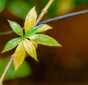 Close-up of wet plant leaves