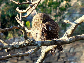 Close-up of owl perching on branch