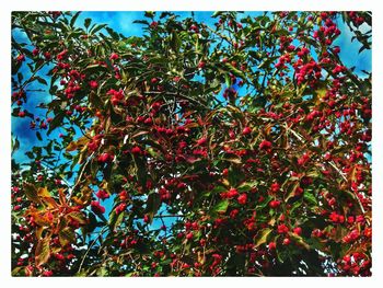 Low angle view of tree against sky