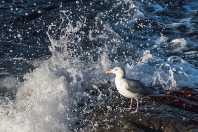 Seagull perching on sea shore