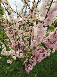 Pink flowers blooming on tree